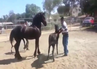 Horse