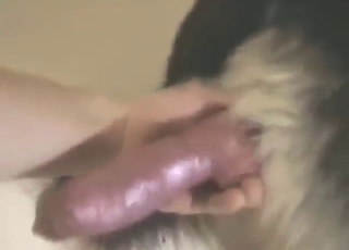 HJ scene with bestiality sex and orgasms