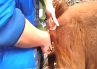 Goat hole tastes my hard dick in the kinkiest vid