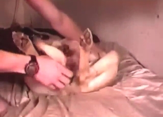 Dog wants to get fucked by a dominant guy