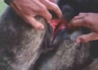 POV gape in bestiality porn with a sexy horse