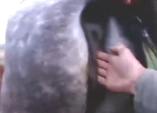 POV gape in bestiality porn with a sexy horse