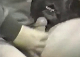 Friend who fucks dogs sends you this video