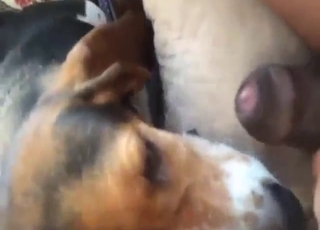 Black guy's ass gets licked thoroughly by a dog