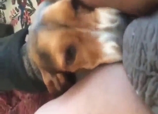 Ass