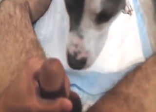 Guy did not expect dog fucking to get THAT hot