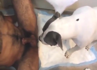 Guy did not expect dog fucking to get THAT hot