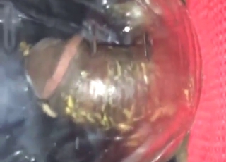 Crickets attacking unwashed black dong today