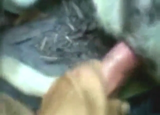 Penis