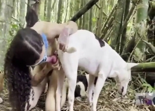 Zoophile porn shows a hot lady sucking dog