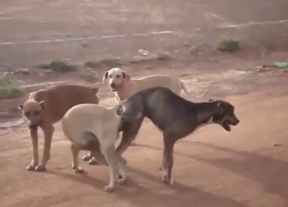 Two dogs find each other to fuck each other