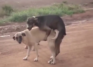 Two dogs find each other to fuck each other