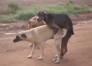Two dogs find each other to fuck each other