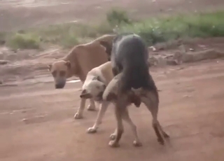 Two dogs find each other to fuck each other