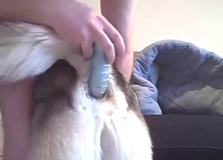 Good-looking husky dog fucked by a sexy guy