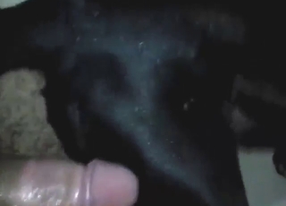Black dog with a wet pussy fucks a horny dude