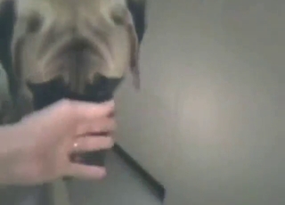 Bitch with oozing cunt gets fucked by KNOTTY DOG