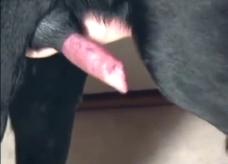 Something of a compilation of bestiality porn