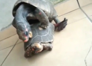 Every gay zoophile loves watching gay turtles