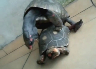 Every gay zoophile loves watching gay turtles