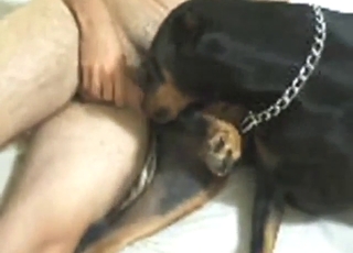 Creative zoo porn with a Rotty taking it sideways