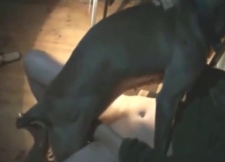 Black dog in zoo porn scene with deep thrusts