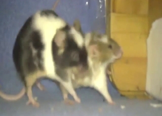 Interesting zoophile porn with mice mating