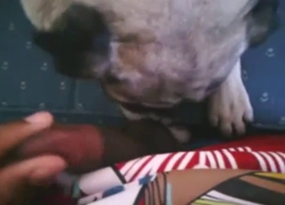 Small-dicked dude in bestiality porn with bulldog