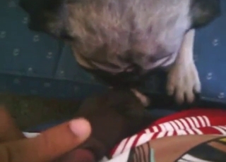 Small-dicked dude in bestiality porn with bulldog