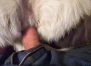 POV zoo porn showing plenty of crazy action