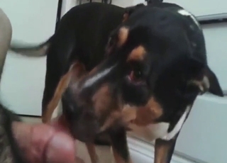 First-ever oral zoo sex for a sexy, horny animal