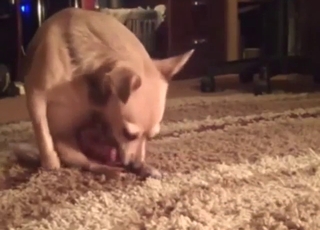 Great zoophile porn with a dog's dick in spotlight