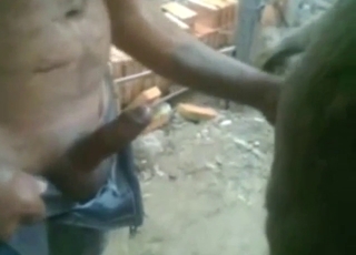 Sexually intense zoophile is going to fuck donkey