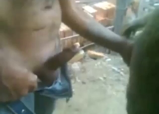 Sexually intense zoophile is going to fuck donkey