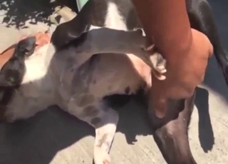 Fingering in zoo sex with a horned-up doggo