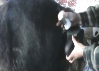 Stallion masturbation session with a toy