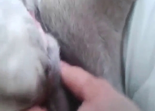 Horned-up guy is happy to feed dog its own dick