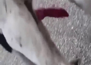 Engorged penis of a free-roaming dog looks HOT