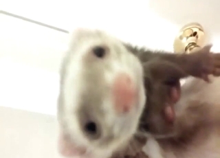 Female ferret seems slutty and loose enough