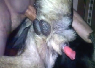 Anal fuck for a slutty dog, it's just insane