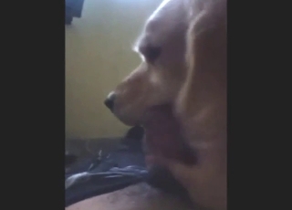 POV dick-licking session from a sexy doggo