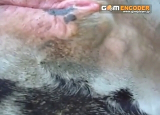 Close-up pussy showcase from a sexy animal