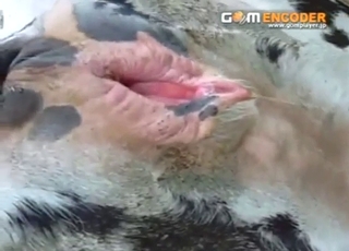 Close-up pussy showcase from a sexy animal