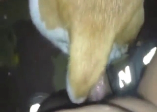 Zoophilic fuck with POV footage and orgasms