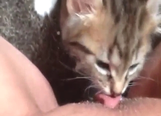 Close-up kitty pussy lick with a nice twist