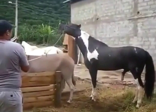 Stallion cock fucking a donkey, no mercy
