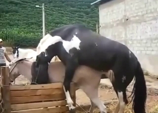 Stallion cock fucking a donkey, no mercy