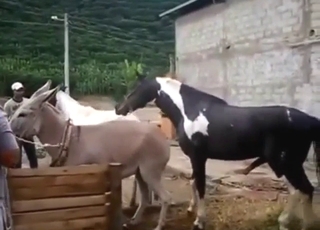 Stallion cock fucking a donkey, no mercy