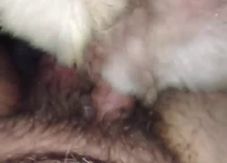 POV dog fuck with a stray animal taking it