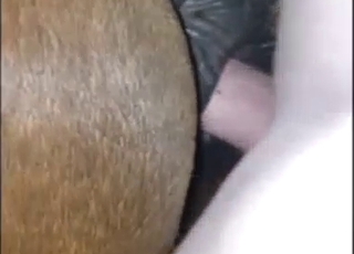 Big-pussied animal is taking that dick very deep